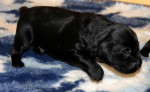 Mr. Blue 16 dagen oud